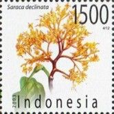 Saraca declinata
