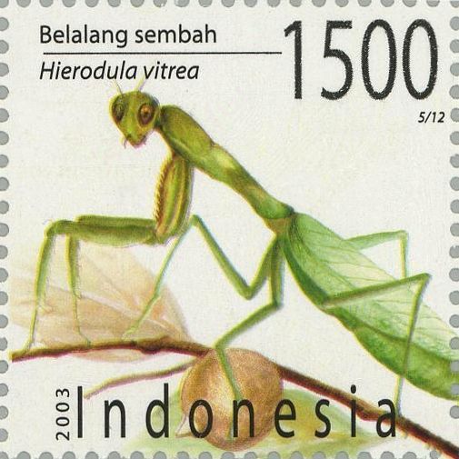 Praying Mantis (Hierodula vitrea)