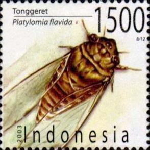 Cicada (Platylomia flavida)