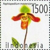 Paphiopedilum mastersianum