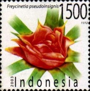 Freycinetia pseudoinsignis