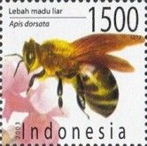 Giant Honeybee (Apis dorsata)