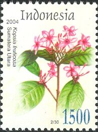 Pink Kopsia (Kopsia fruticosa)