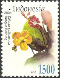 Dillenia suffruticosa