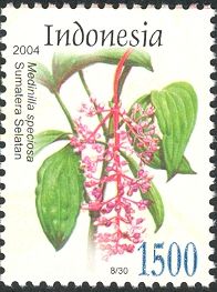 Medinilla speciosa