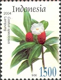 Costus speciosus