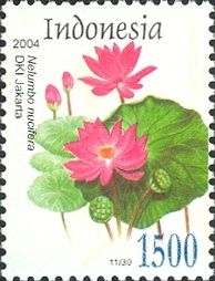 Nelumbo nucifera