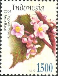 Begonia robusta