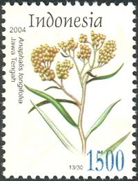 Anaphalis longifolia