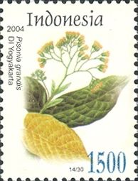 Pisonia grandis