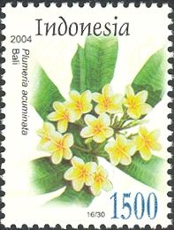 Plumeria acuminata