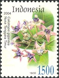 Calotropis gigantea
