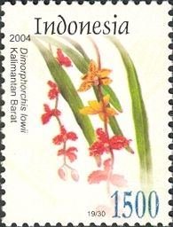 Dimorphorchis lowii