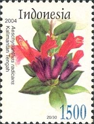 Aeschynathus radicans