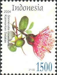 Apple Mangrove (Sonneratia caseolaris)