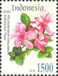 Rhododendron orbiculatum