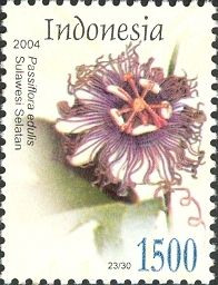 Passiflora edulis