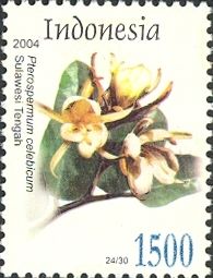 Pterospermum celebicum