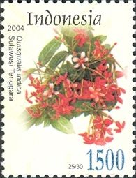 Rangoon Creeper (Quisqualis indica)