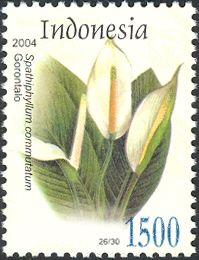 Spathiphyllum commutatum