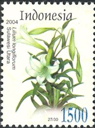 Easter Lily (Lilium longiflorum)