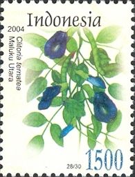 Blue Pea (Clitoria ternatea)