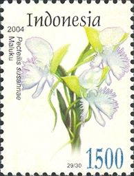 Lady Susan's Orchid (Pecteilis susannae)