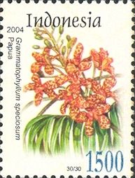 Tiger Orchid (Grammatophyllum speciosum)