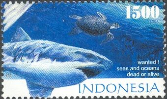 Great White Shark (Carcharodon carcharias), Sea Turtle