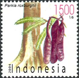 Parkia roxburghii