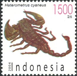 Asian Blue Forest Scorpion (Heterometrus cyaneus)