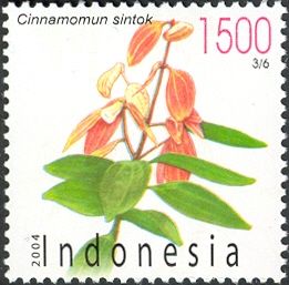 Cinnamomum sintok