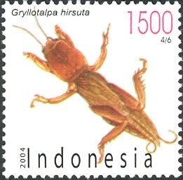 Mole Cricket (Gryllotalpa hirsuta)