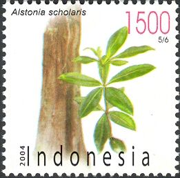 Alstonia scholaris