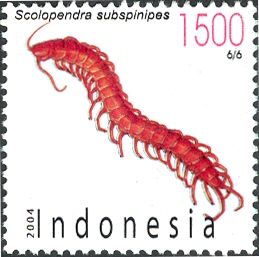 Giant Centipede (Scolopendra subspinipes)