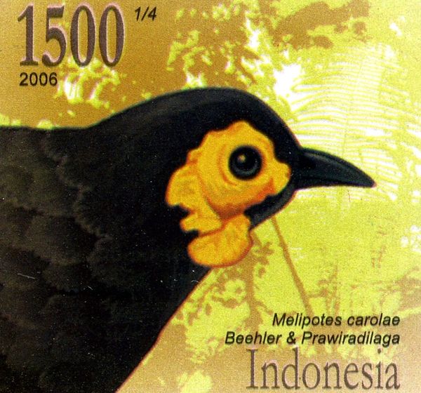Wattled Smoky Honeyeater (Melipotes carolae)
