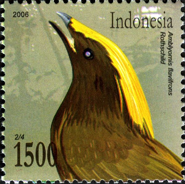 Golden-fronted Bowerbird (Amblyornis flavifrons)