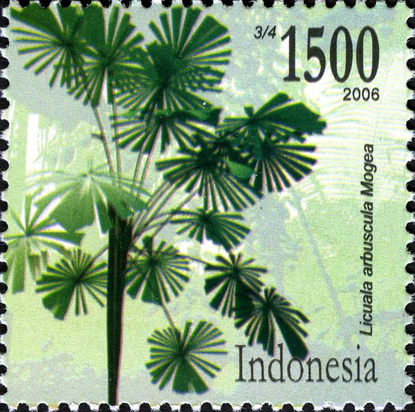 Licuala arbuscula