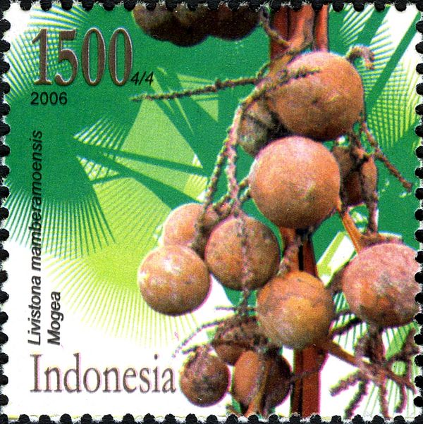 Livistona mamberamoensis