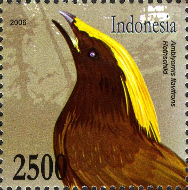 Golden-fronted Bowerbird (Amblyornis flavifrons)