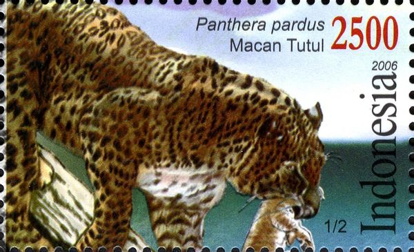 Leopard (Panthera pardus)