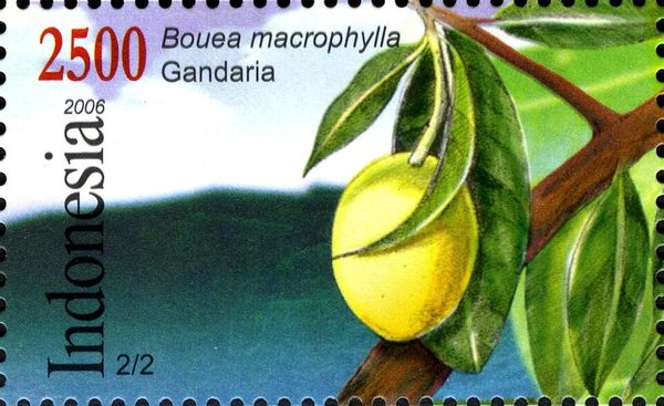 Bandung 06 National Stamp Exhibition- Bouea macrophylla