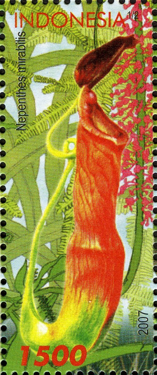 Nepenthes mirabilis