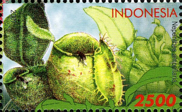 Nepenthes ampullaria