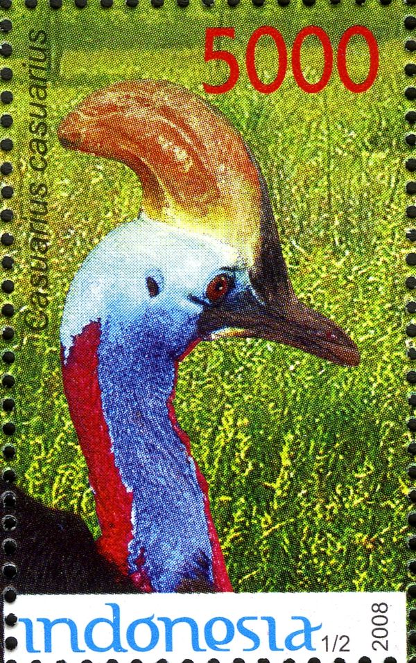 Southern Cassowry (Casuarius casuarius)