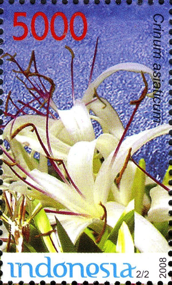 Tree Crinum (Crinum asiaticum)