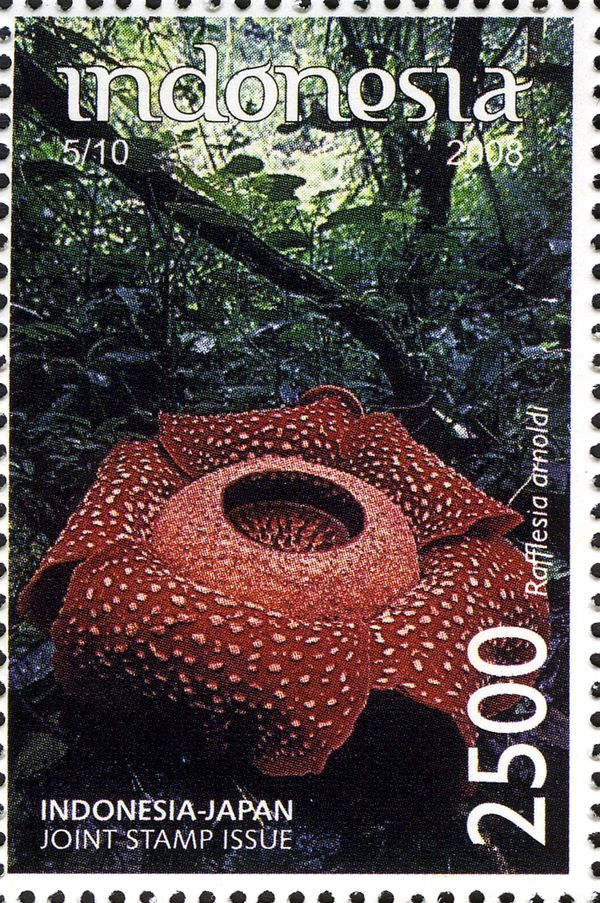 Rafflesia arnoldi