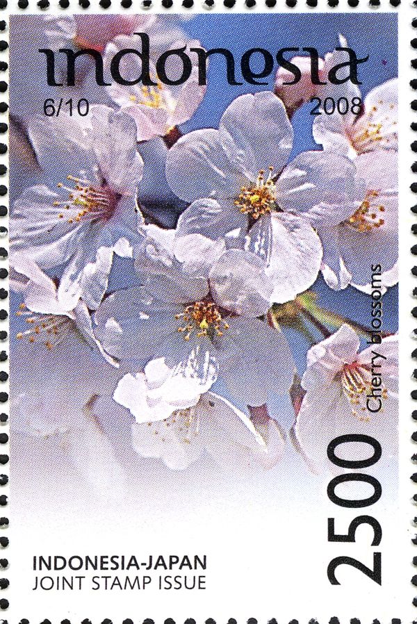 Cherry Blossoms