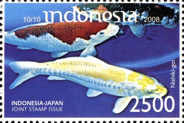 Nishiki-goi (Cyprinus carpio)