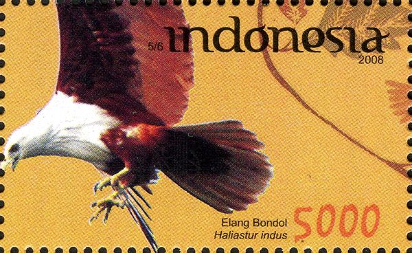 Brahminy Kite (Haliastur indus)